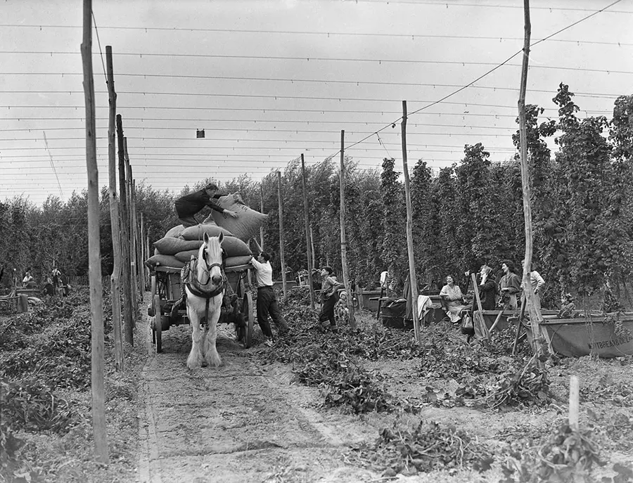 Hop pickers kent old photos