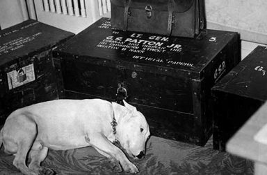 General Patton's dog after his death, 1945