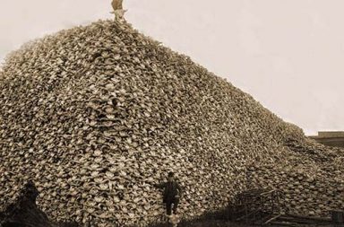 Bison skulls to be used for fertilizer, 1870