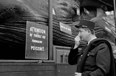 The dead rotting whales who toured Europe, 1950-1970