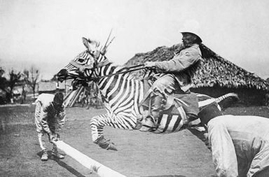 When people tried to domesticate zebras, 1890-1940