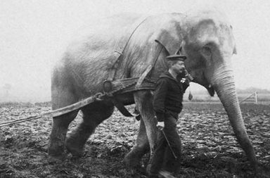 When elephants were used to aid the war effort, 1914-1945