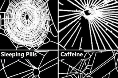 When NASA gave spiders drugs to see how it affected their webs, 1995