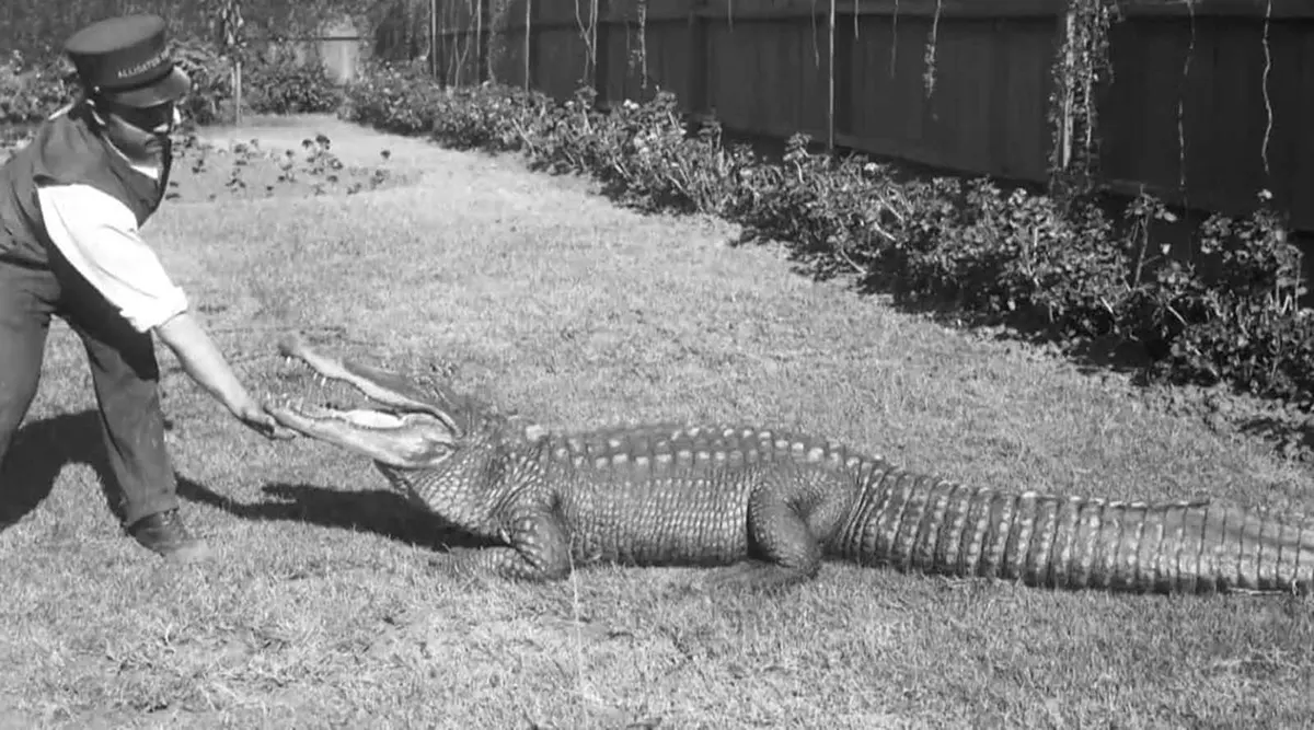 california alligator park photographs
