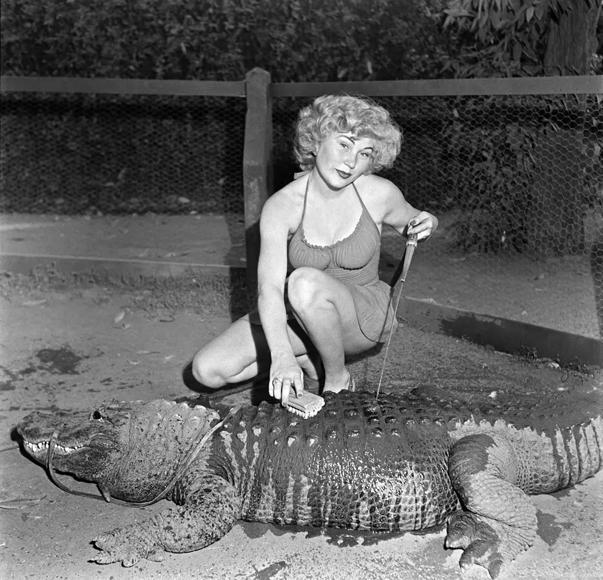 Inside California Alligator Farm where kids could ride and play with  alligators, 1920s - Rare Historical Photos