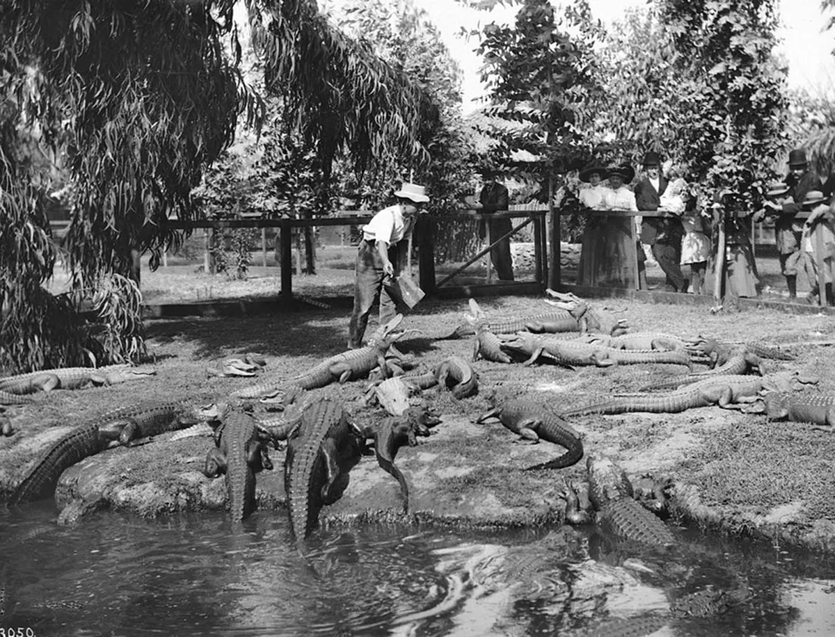 california alligator park photographs