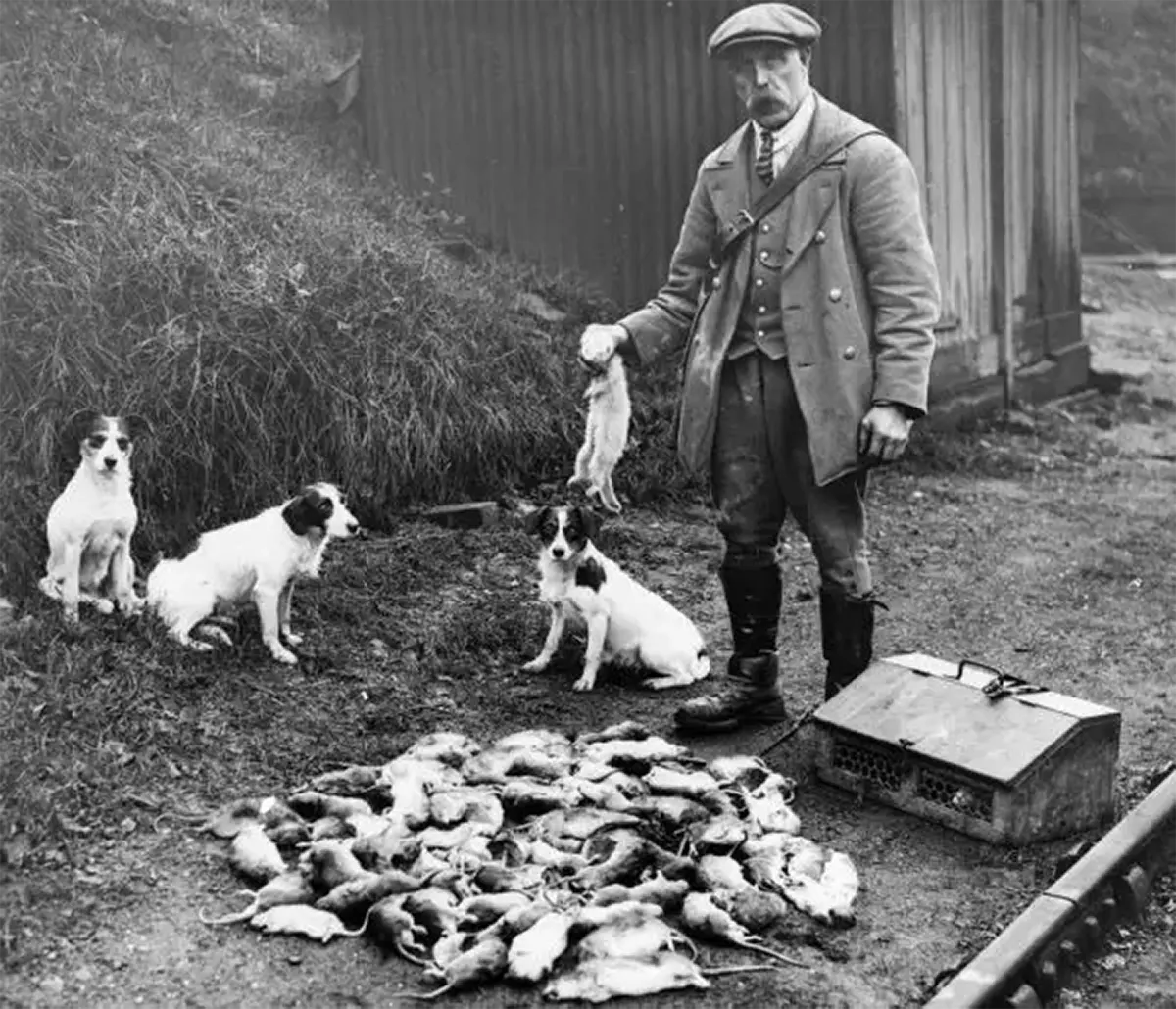 Old photographs of Rat-catchers, 1900s - Rare Historical Photos