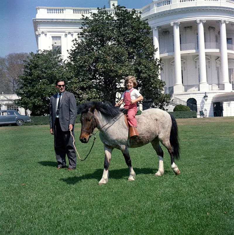 macaroni pony white house
