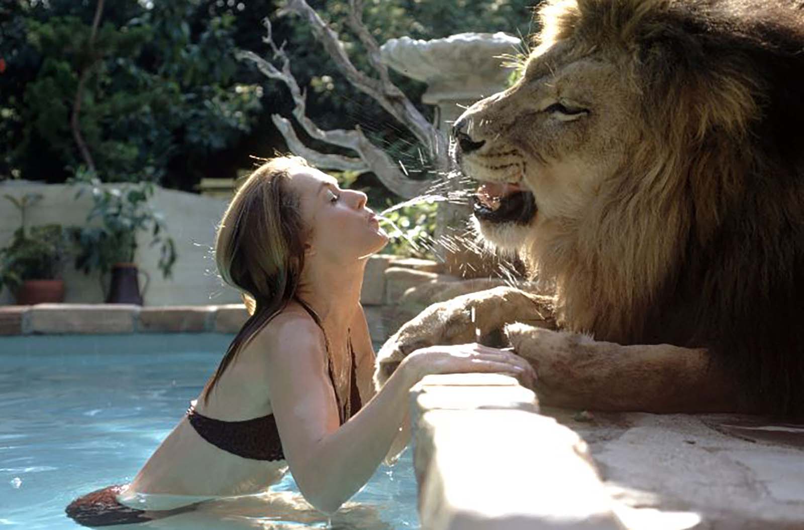 Incredible photos of Neil, the pet lion of Tippi Hedren and Melanie Griffith, 1971