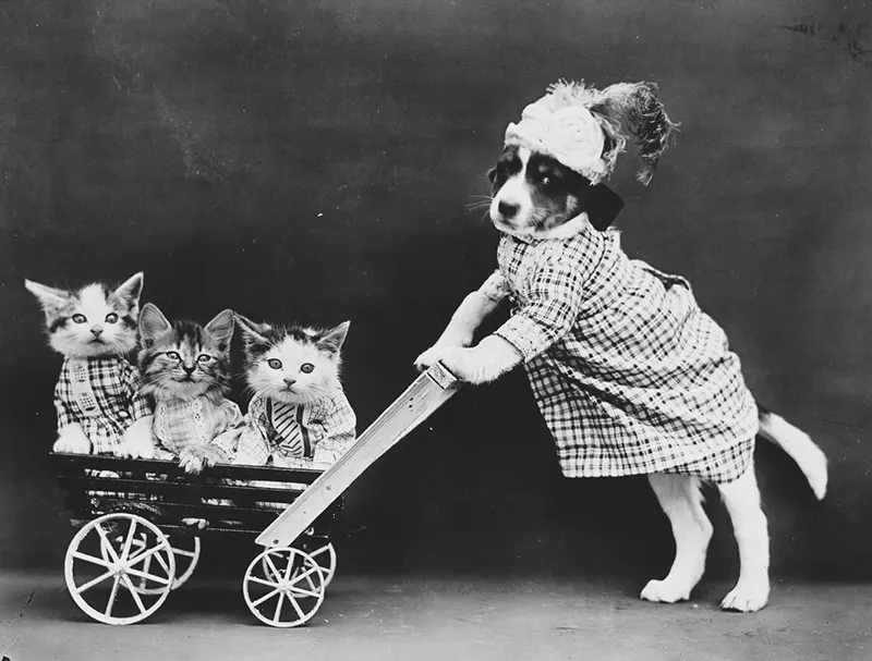 vintage baby animal photos by Harry Frees