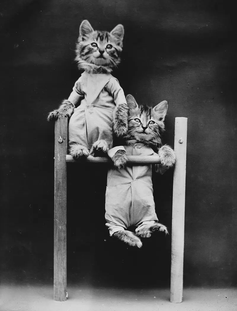 vintage baby animal photos by Harry Frees