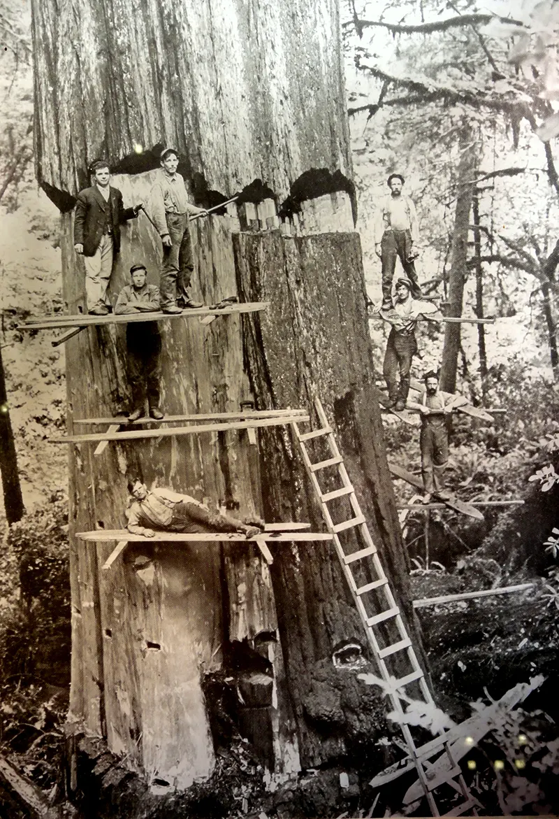 vintage photos tree stumps houses