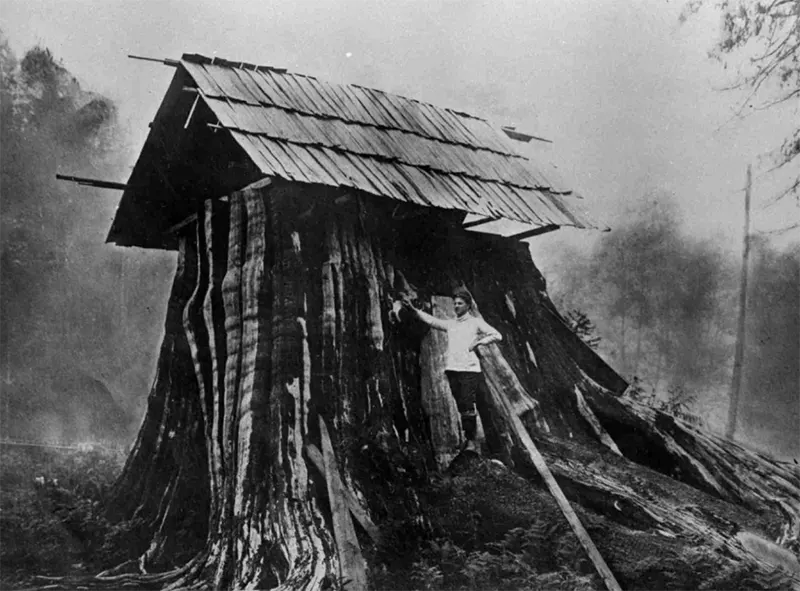 vintage photos tree stumps houses