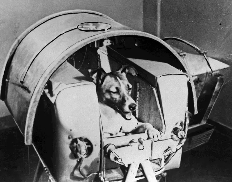 Laika, the first dog into space old photos