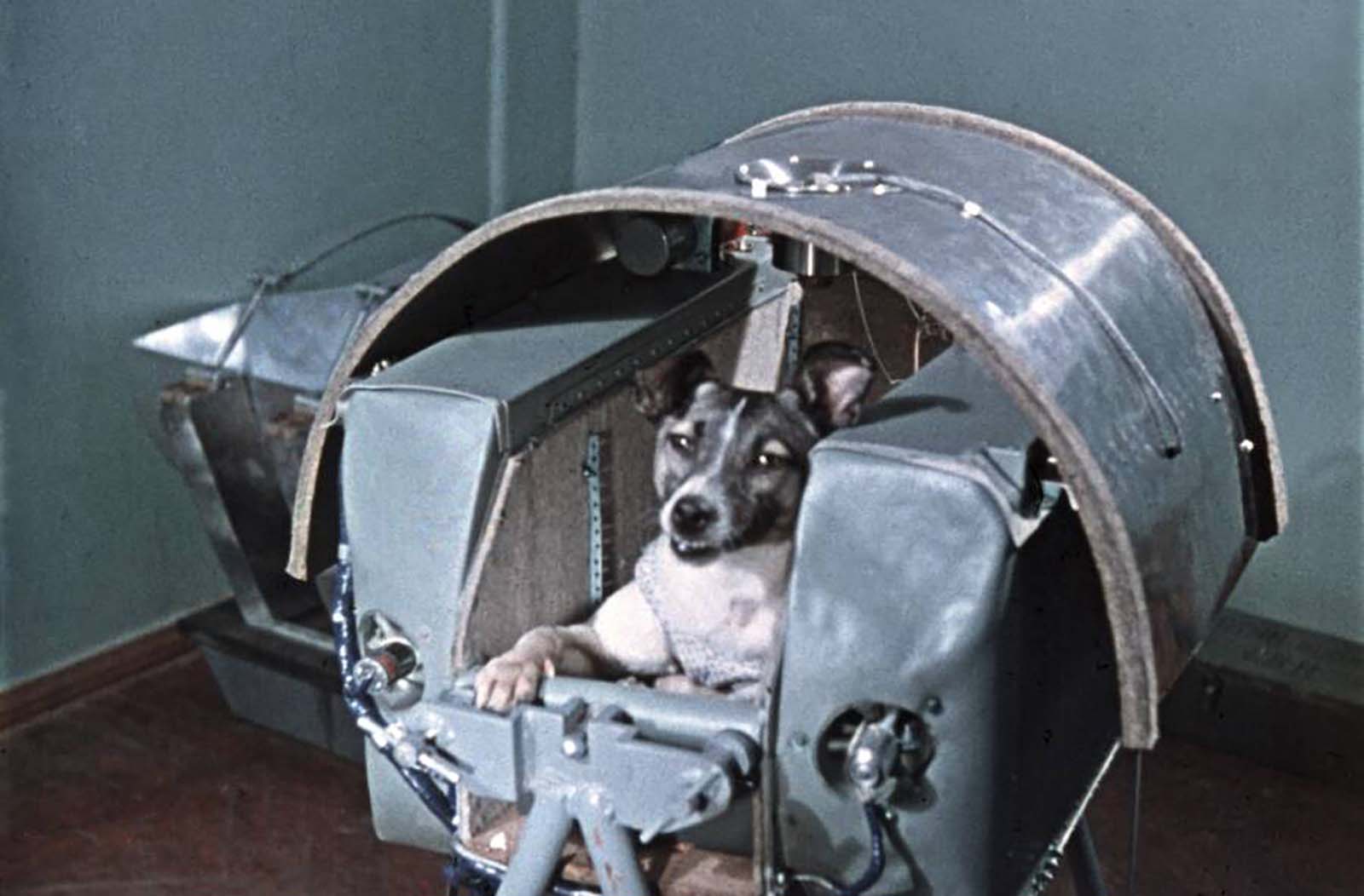 Laika: The Soviet Space Dog Sent on a One-Way Trip into Orbit, 1957