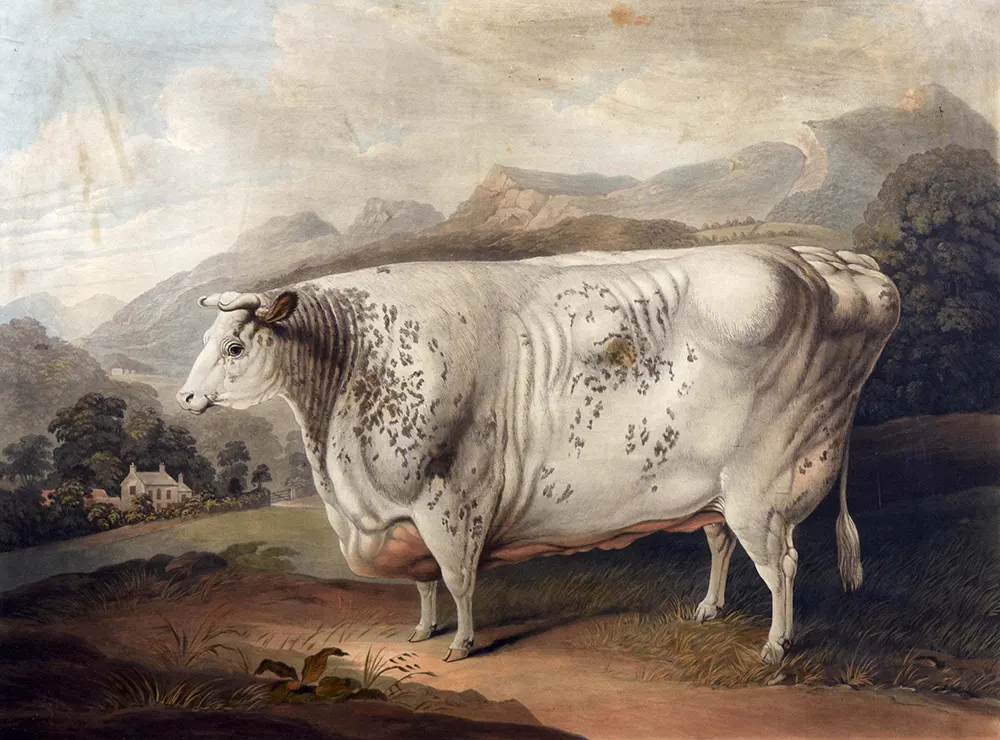 Rectangular Cows Paintings