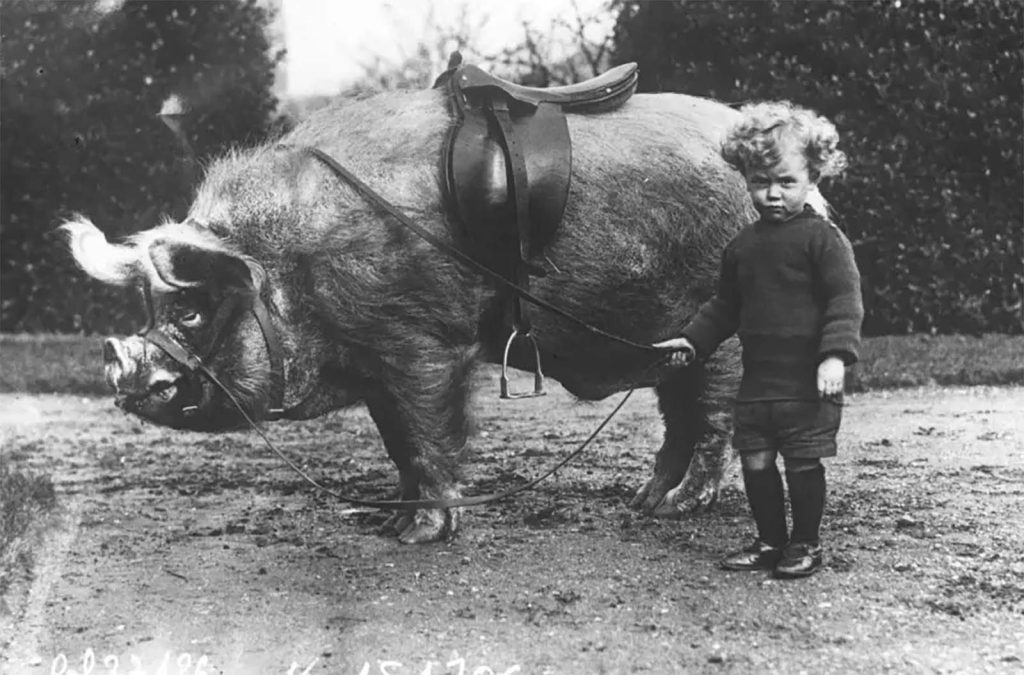 kangaroo Images Rare Historical Photos kangaroo Images Rare Historical Photos