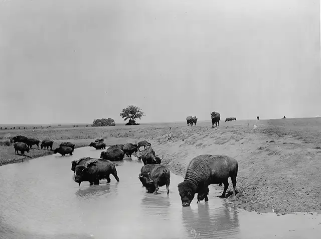 Haunting Photos of the Bison Extermination