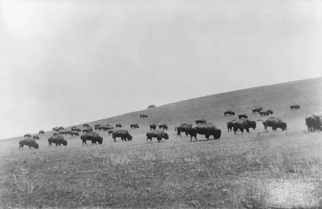 Haunting Photos of the Bison Extermination