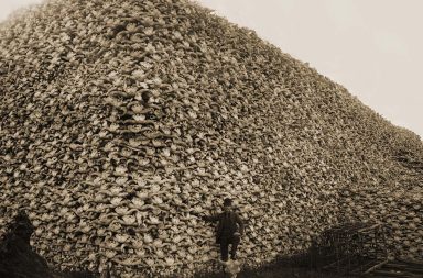Haunting Photos of the Bison Extermination in 19th Century America