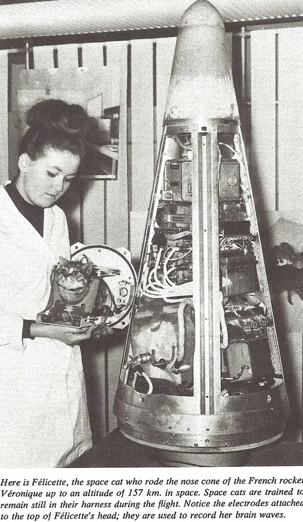 Astrocat Félicette in Photos