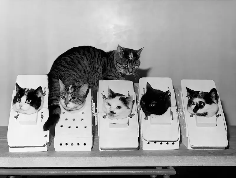 Astrocat Félicette in Photos