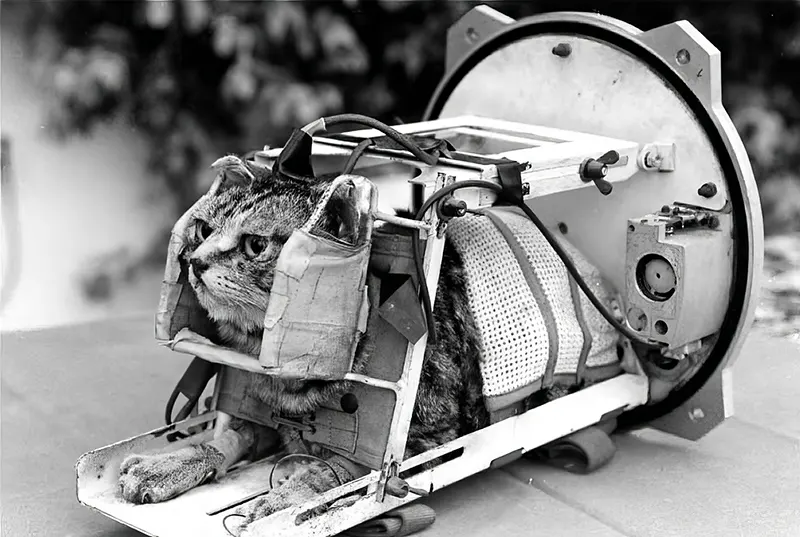 Astrocat Félicette in Photos