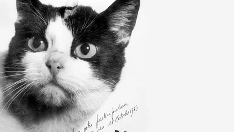 Astrocat Félicette in Photos