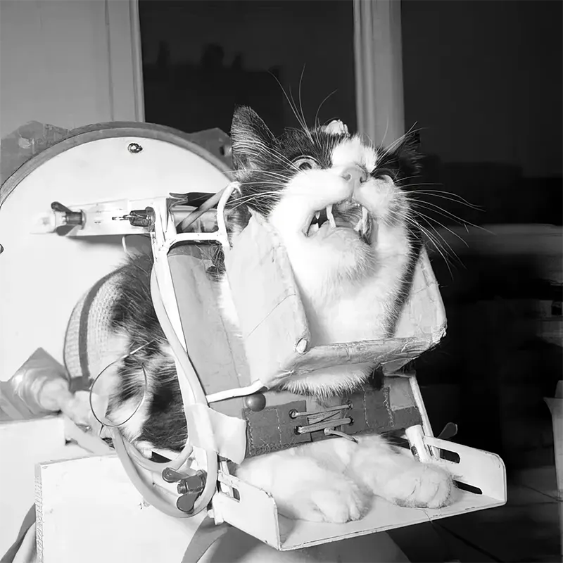 Astrocat Félicette in Photos