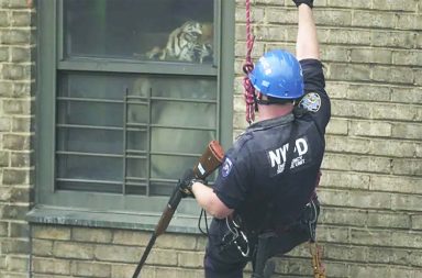 The Harlem Tiger: The Astonishing True Story of Ming, a 425-Pound Pet Living in an Apartment