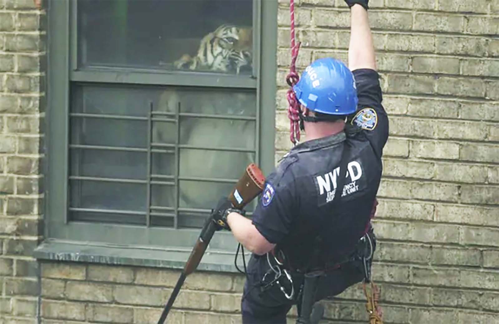 The Harlem Tiger: The Astonishing True Story of Ming, a 425-Pound Pet Living in an Apartment